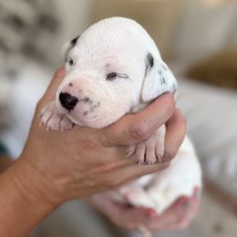 Boy 2 - male Dalmatian puppy in Tulsa, Oklahoma from White House Dals