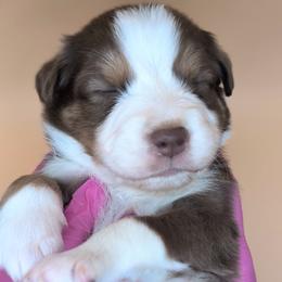 Jasmine2Boy2- RTM,Long,AKC,OFA,Genetics - Red tri-color male Australian Shepherd puppy in South Hill, Virginia from Silverside Aussies LLC