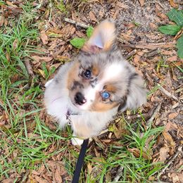 Toy Australian Shepherd Puppies from Beasley Acres Aussies