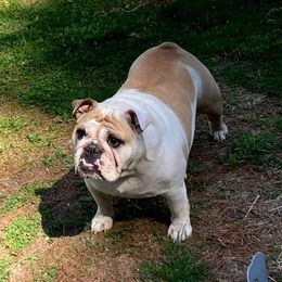 Willow Grace - Bulldog