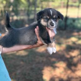 Bluie full tail - Gray and white female American Corgi puppy in Nashville, Arkansas from Whisenhunt Farms