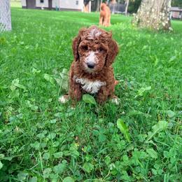 NUGGET - Apricot male Goldendoodle puppy in Brookville, Pennsylvania from Woodland Mountain Doodles