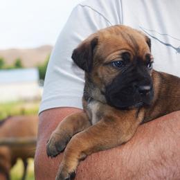 Fawn Girl - Fawn female Cane Corso puppy in Emmett, Idaho from NorthWood’s Cane Corso