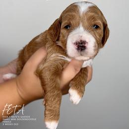Feta - Parti female Goldendoodle puppy in Garden Grove, California from Sunkissed Doodles