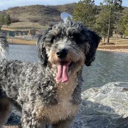 Bernedoodles from South Denver Bernedoodles