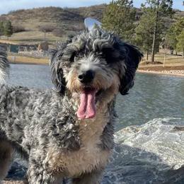 Bernedoodles from South Denver Bernedoodles