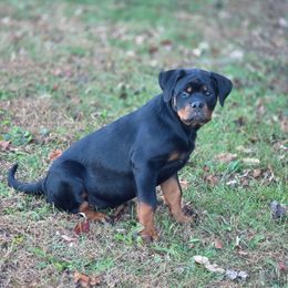 Girl 5 - Black and mahogany female Rottweiler puppy in Ridgeland, South Carolina from VHK Rottweilers