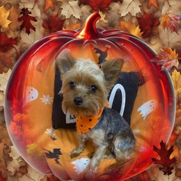 Tucker - Yorkshire Terrier