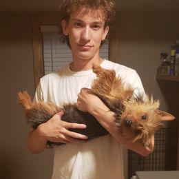 Taz - Australian Terrier