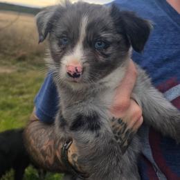 Uno - Blue merle male Miniature Australian Shepherd puppy in Copperas Cove, Texas from Hidden Leaf Aussies