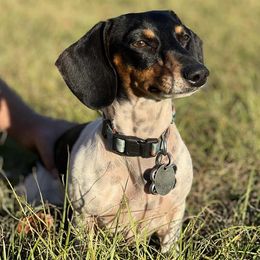 Dachshunds from Starr Mini Dachshunds
