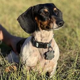 Dachshunds from Starr Mini Dachshunds