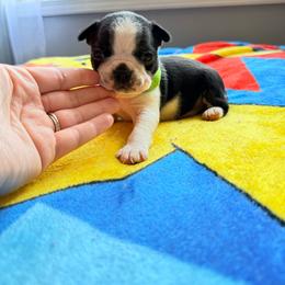 Colt - Black and white male Boston Terrier puppy in Kentucky from Graceful Paws