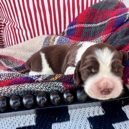 Tangerine - Liver and white male English Springer Spaniel puppy in Swainsboro, Georgia from Sweet Georgia Springers