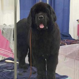 Neon - Newfoundland