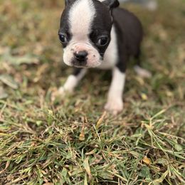 Peter - Black and white male Boston Terrier puppy in Spartanburg, South Carolina from Sassy Pap Farms