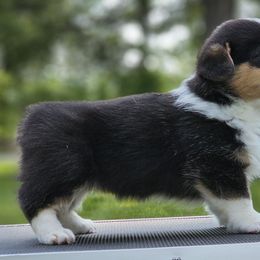 Pat - Black and tan female Pembroke Welsh Corgi puppy in Rensselaer, Indiana from Sharand MAS and Pembroke Welsh Corgis