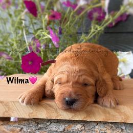 Wilma - Apricot female Goldendoodle puppy in Lancaster, Minnesota from North Star Dog Training