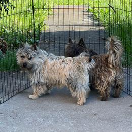 Tiger Lily - Cairn Terrier