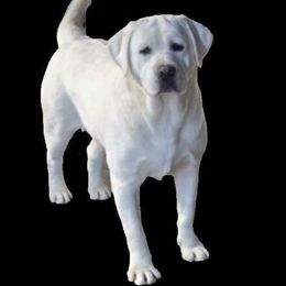 Blizzard - Labrador Retriever