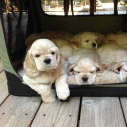 Cocker Spaniel Puppies from Lomapoint Cockers
