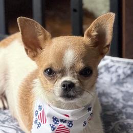 Belle - Chihuahua