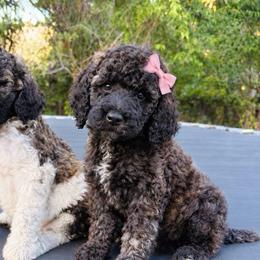 MJ - Brown female Poodle puppy in Redding, California from Canyon Creek Kennels