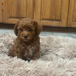 GiGI - Red  female Poodle puppy in Vilonia, Arkansas from Donna’s Pretty Poodles