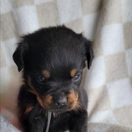 Black boy - Black and mahogany male Rottweiler puppy in Custer County, Oklahoma from Rough Creek Kennels