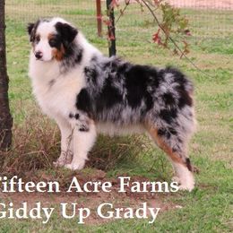 Grady - Australian Shepherd