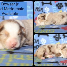 Bowser jr - Red merle male Australian Shepherd puppy in Squaw Valley, California from A&M Australian Shepherds