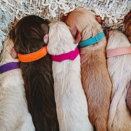 Goldendoodles from Dolled Up Doodles