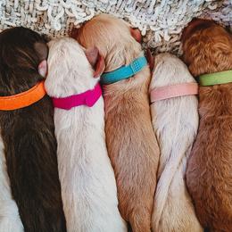 Goldendoodles from Dolled Up Doodles