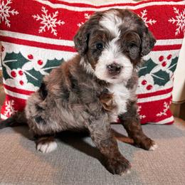 Vail - Blue merle female Bernedoodle puppy in Weston, Idaho from Berne n Doodles
