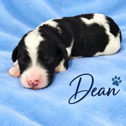 Dean - Parti male Poodle puppy in Cleburne, Texas from Lone Star Standard Poodles LLC
