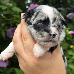 Firefly - Blue merle female Toy Australian Shepherd puppy in Quincy, Michigan from Ivy Meadows and Friends