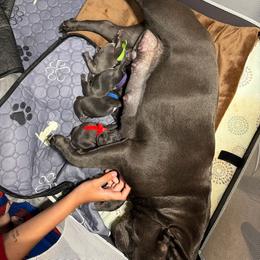 French Bulldog puppies from Luna’s puppies