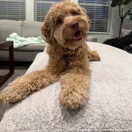 Luca - Goldendoodle