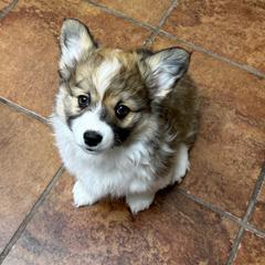 Clover - Sable female Pembroke Welsh Corgi puppy in Menomonie, Wisconsin from Rocking Ridge Ranch