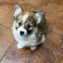 Clover - Sable female Pembroke Welsh Corgi puppy in Menomonie, Wisconsin from Rocking Ridge Ranch