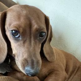 Debbie - Dachshund