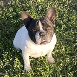 Auggie - French Bulldog