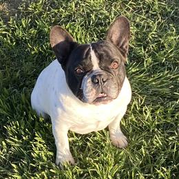 Auggie - French Bulldog