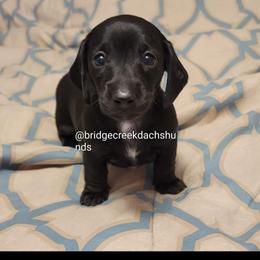 Dachshund Puppies from Bridge Creek Dachshunds