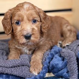 El Camino - Red female Australian Labradoodle puppy in Decatur, Alabama from Southern Meadows Doodles