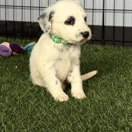 Stash Lua long coat - White and black male Dalmatian puppy in Sedalia, Missouri from Missouri Dalmatians