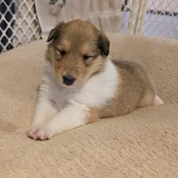 Alice - Sable and white female Collie puppy in Temple, Pennsylvania from Rimma's Pawfect Collies