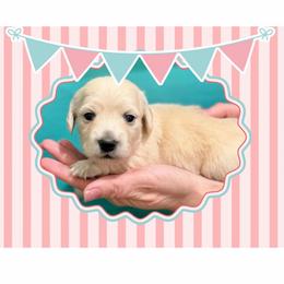 Girl - Cream female Dachshund puppy in Laurel, Mississippi from Kissinger Dachshunds