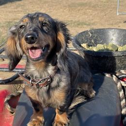 Dachshunds from Lucky 11 Ranch