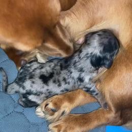 Girl 1 - Dapple female Dachshund puppy in Trenton, Florida from Tweenie Weenie Dachshunds